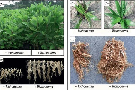 Cây trồng khi sử dụng nấm Trichoderma tác dụng bộ rễ